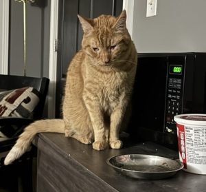 Are Cats Just Jerks? Are Cats Just Jerks?