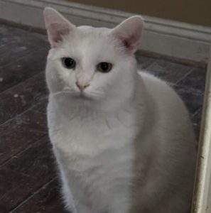 Why Cats Avoid the Litter Box