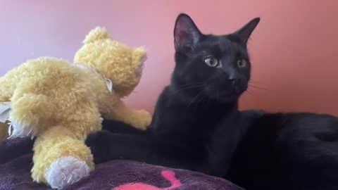 AFE CA ED EDCC FB CF c