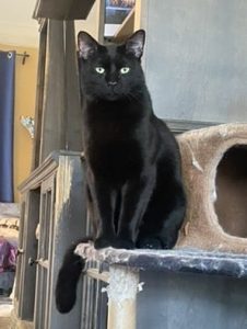 Handsome boy Jet, cat behavior problems indeed Handsome boy Jet, cat behavior problems indeed