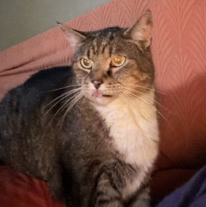 AA FBEF C B F F AFC E o do cats hold grudges