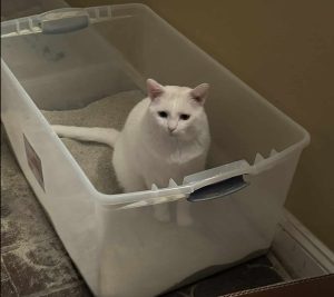 what causes Litter Box Issues? what causes Litter Box issues?
