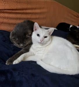 Successful Cat Introductions