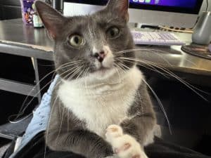 schedule a cat behavior session schedule a cat behavior session