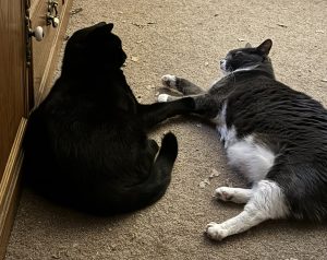 Stop Cat Fights Before they Start