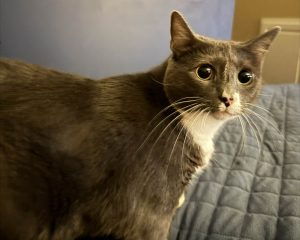 Don’t Pick Up an Upset Cat