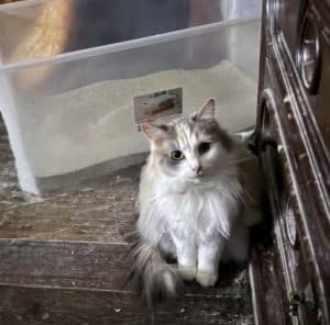 What Cats Hate About Litter Boxes