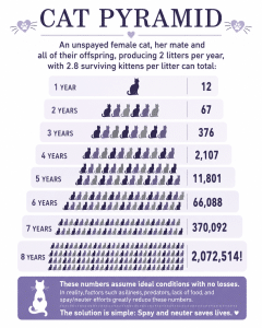Cat population growth pyramid infographic