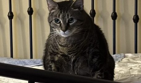 luluonthebed