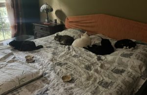 What To Do When Your Cat Pees on the Bed