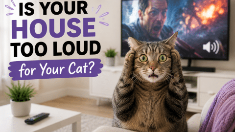 IsYourHouseTooLoudForYourCat