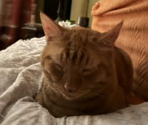 cats spin in circles before lying down
