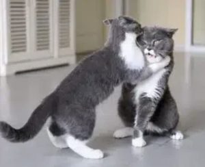 my cats still hate each other