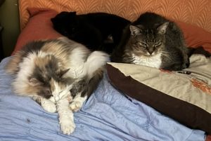 Three cats peacefully sharing a bed while maintaining their own space