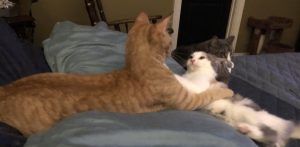 Are my cats are playing or fighting Are my cats are playing or fighting