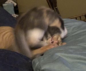 are my cats playing or fighting are my cats playing or fighting