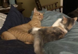 are my cats playing or fighting are my cats playing or fighting