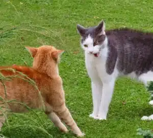 cats getting ready to fight cats getting ready to fight