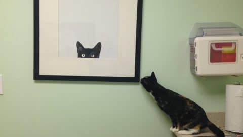 picasso lookingatcatphoto