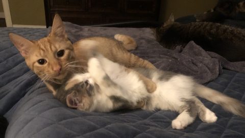 simbaandsweetpie playing