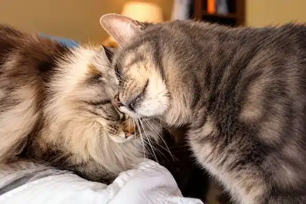 Bella and Peanut touching faces in an affectionate bunt