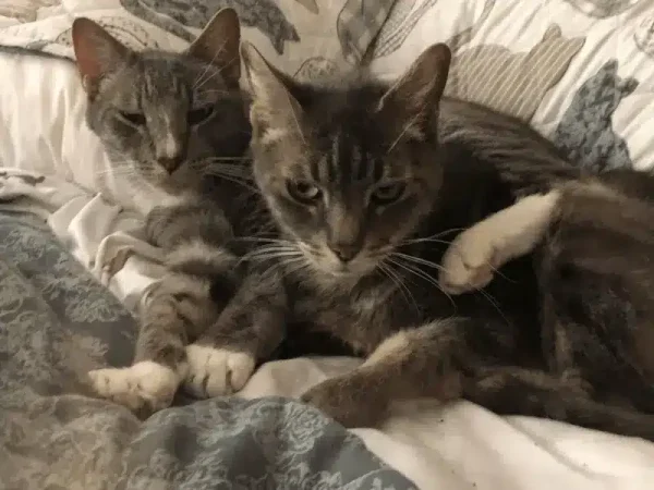 Rita’s cats Boo Boo and Dash together