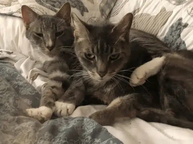 Rita’s cats Boo Boo and Dash together