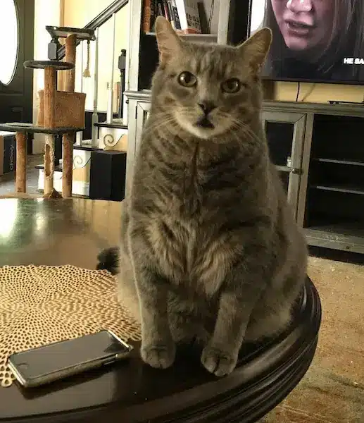 Peanut Butter, a beloved member of Rita Reimers’s feline family