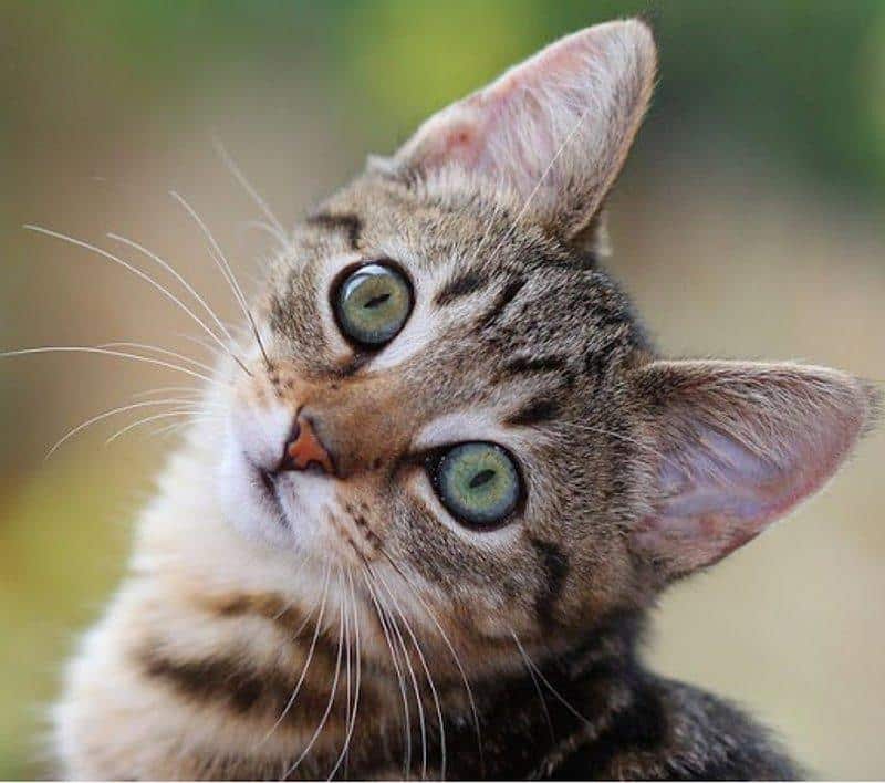 Curious cat looking upward