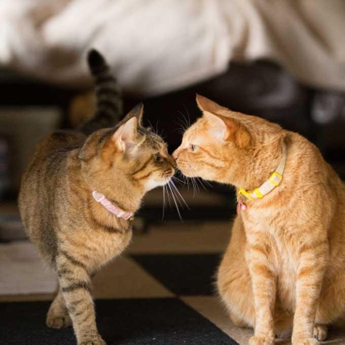 Cats meeting one another
