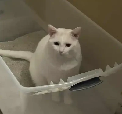 Larry illustrating litter box problems Larry illustrating litter box problems