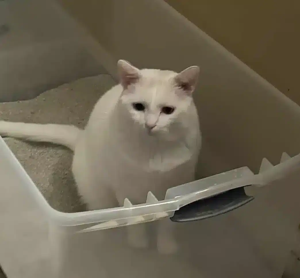 Cat illustrating litter box problems Cat illustrating litter box problems