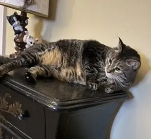 Lulu on the table