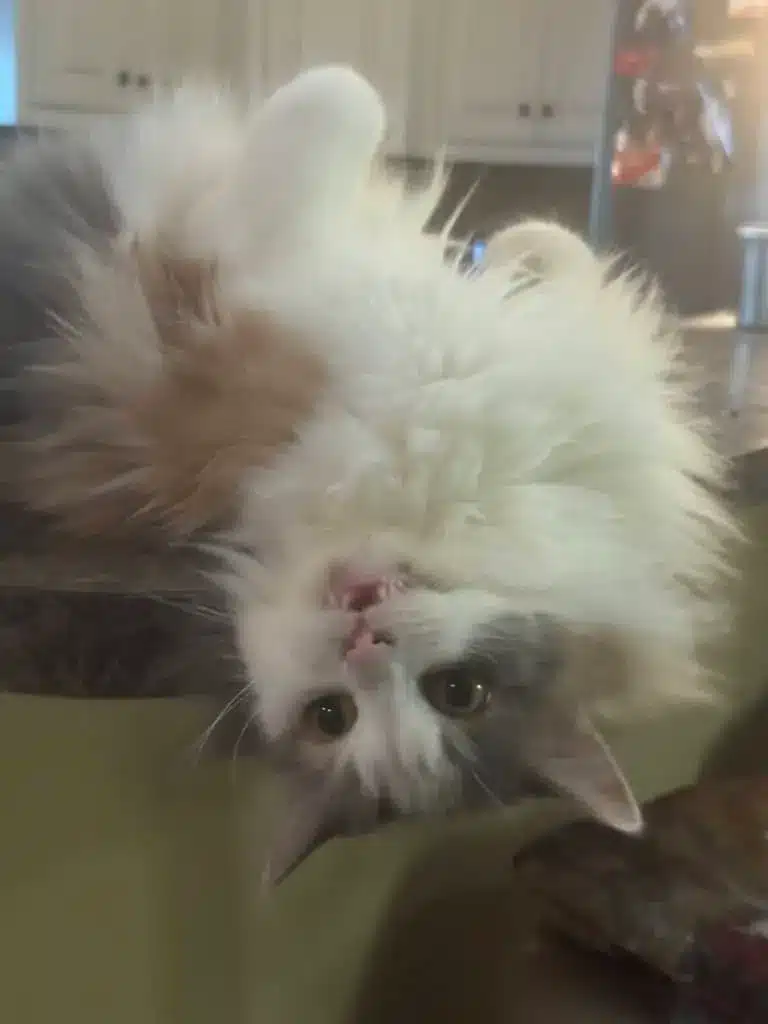 Upside down Sweetie Pie